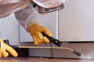 Messie Schädlingsbekämpfung Freiberg